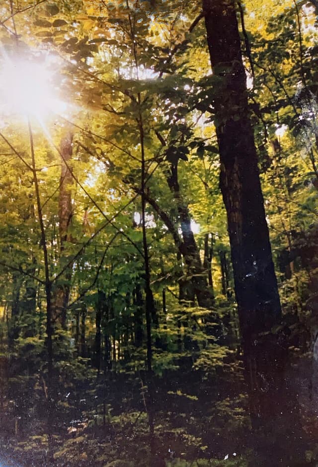 The Sacred Grove
